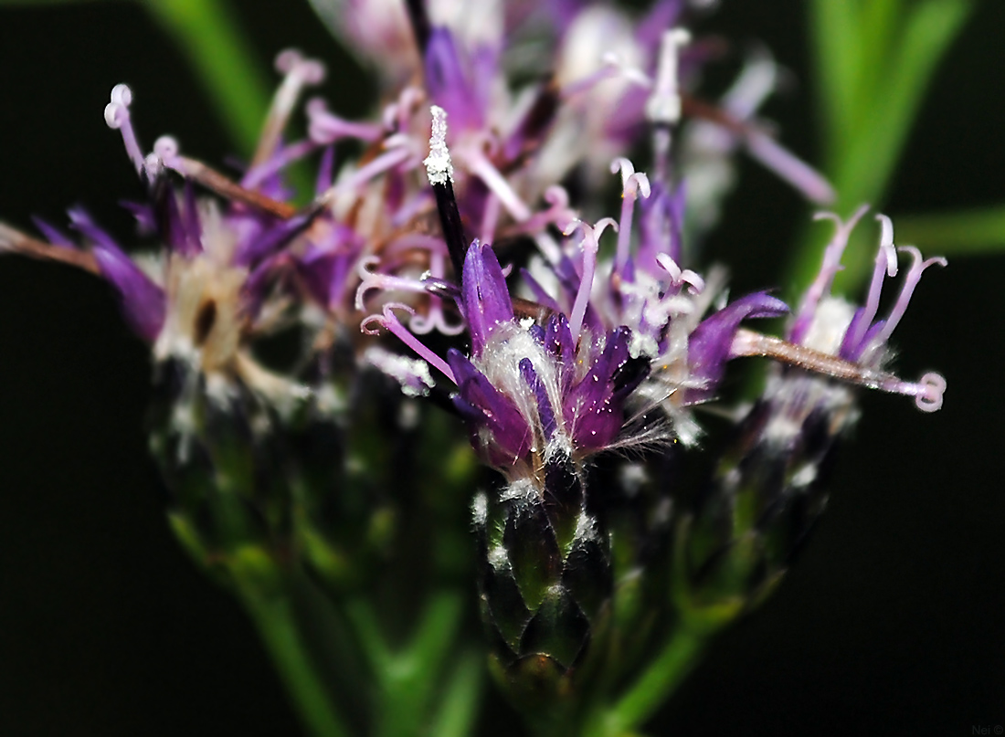 Image of Saussurea parviflora specimen.