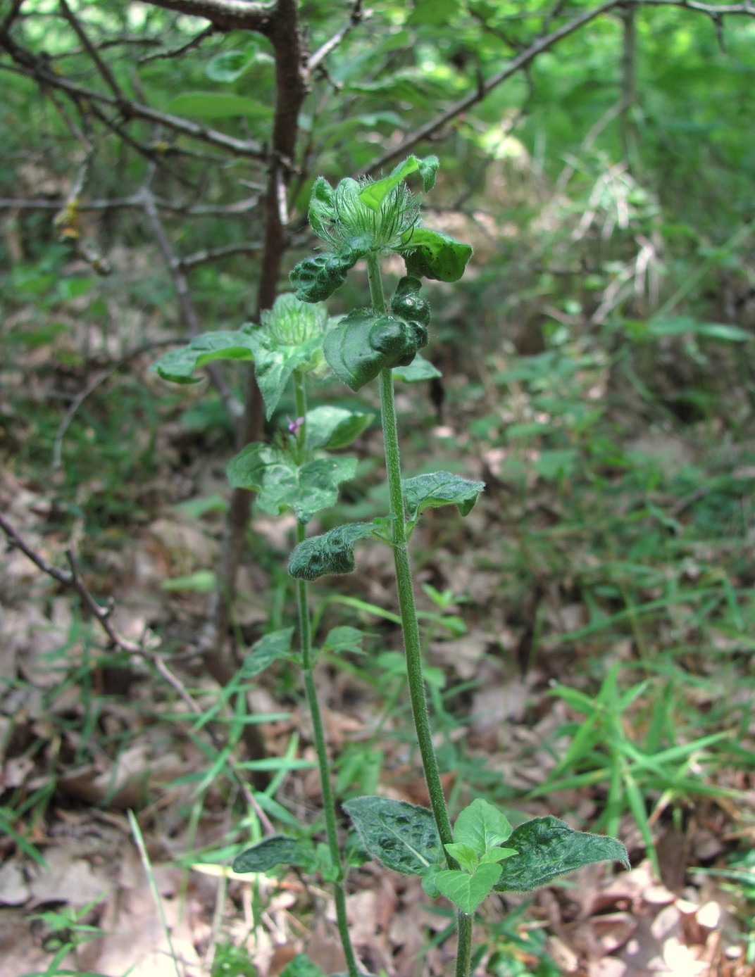 Image of Clinopodium vulgare specimen.