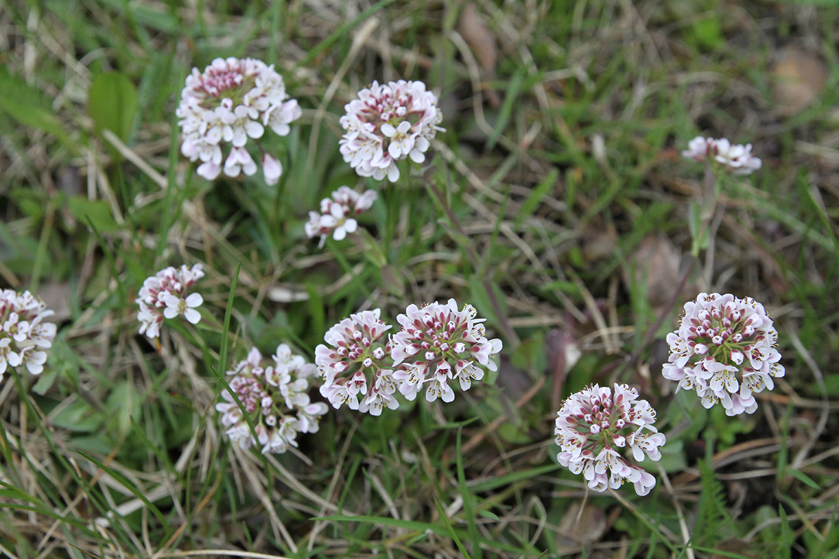 Изображение особи Noccaea caerulescens.