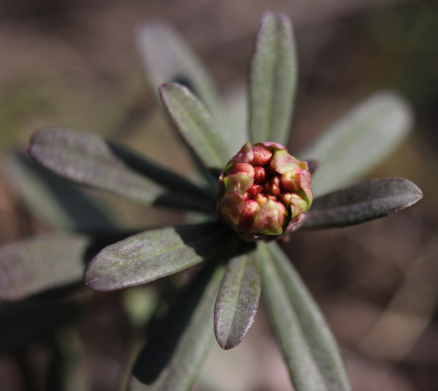 Image of Daphne cneorum specimen.