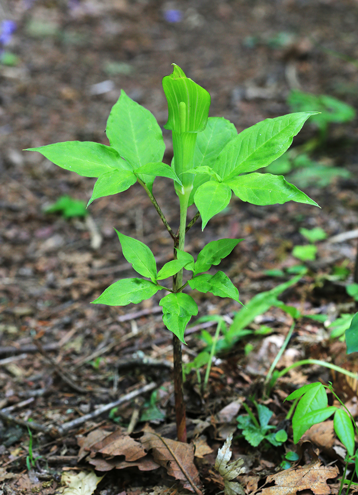 Изображение особи Arisaema peninsulae.