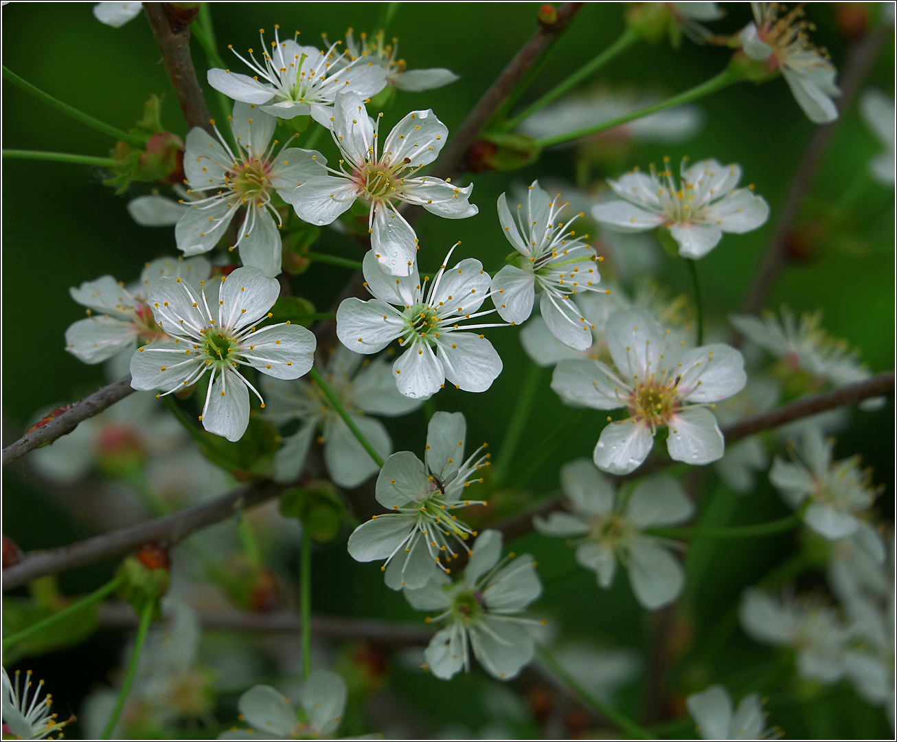 Изображение особи Cerasus vulgaris.