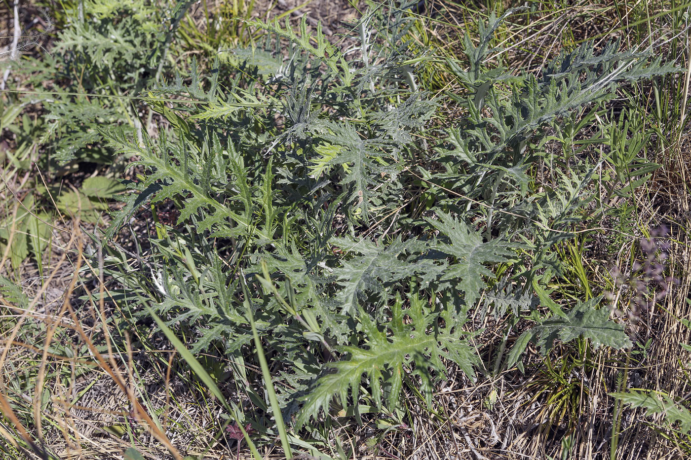 Изображение особи Echinops crispus.