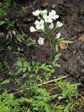 Cardamine pratensis