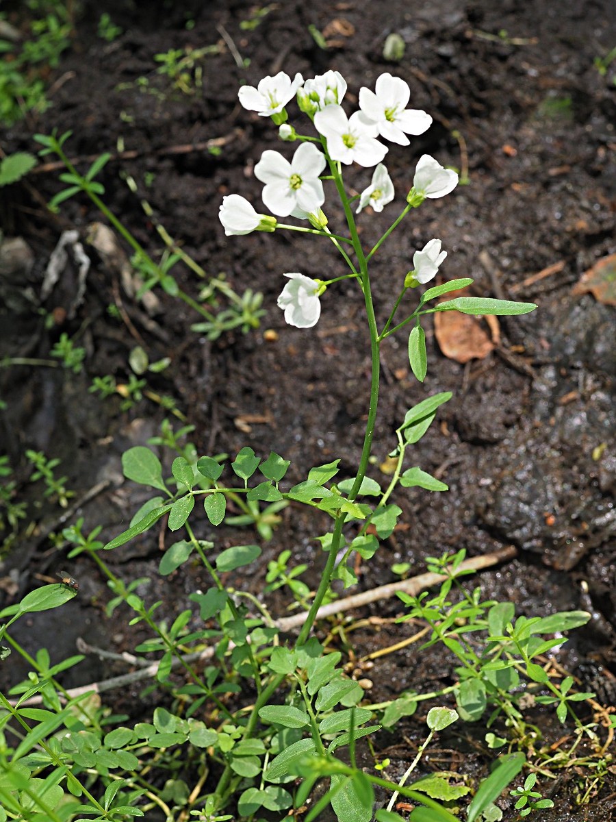 Image of Cardamine pratensis specimen.