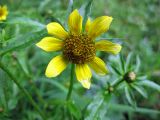 Bidens разновидность radiata