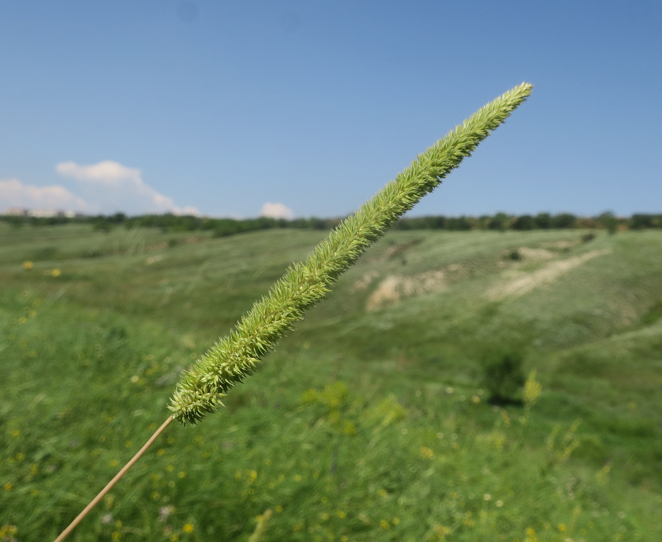 Image of Phleum phleoides specimen.