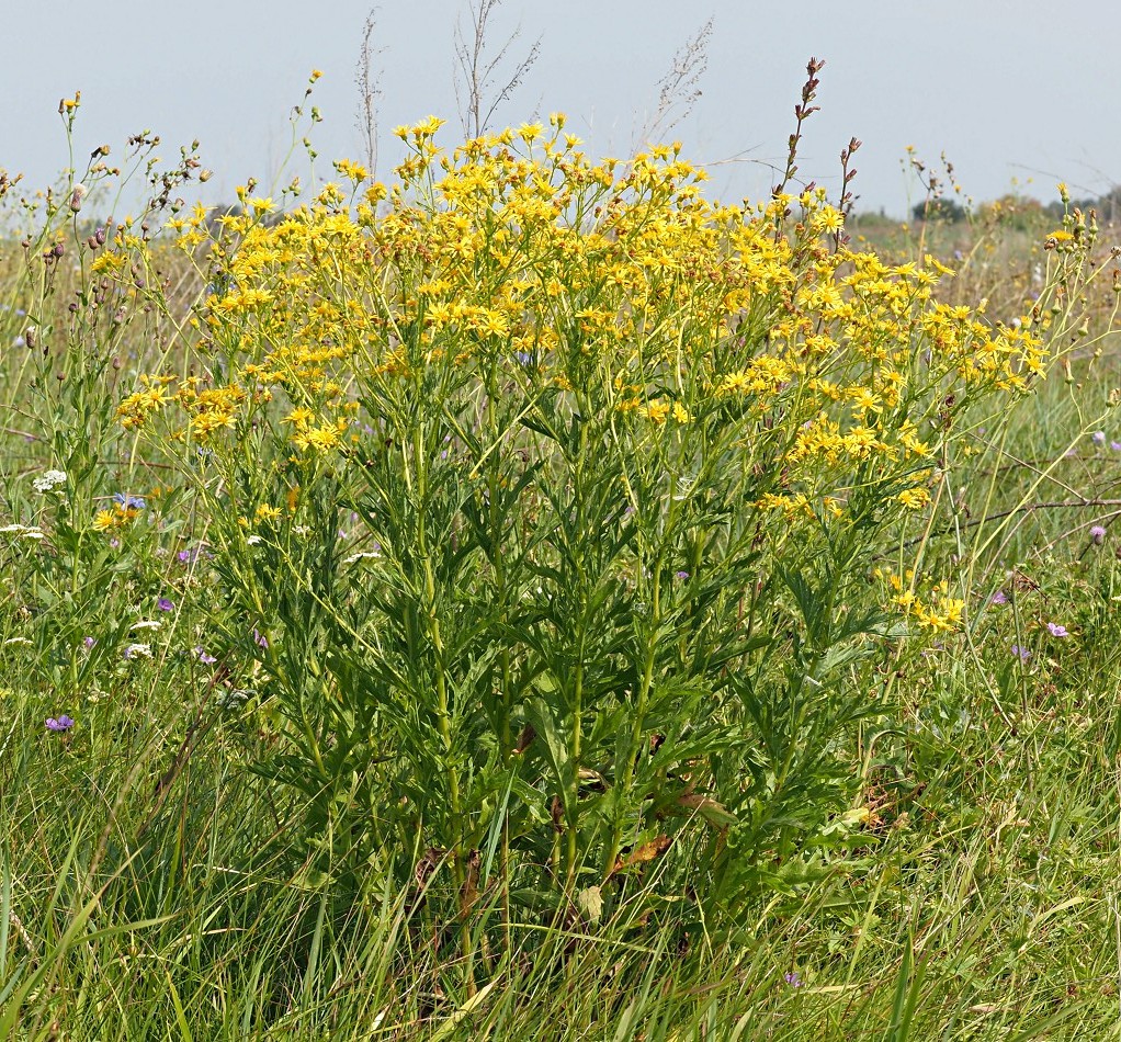 Image of Senecio grandidentatus specimen.