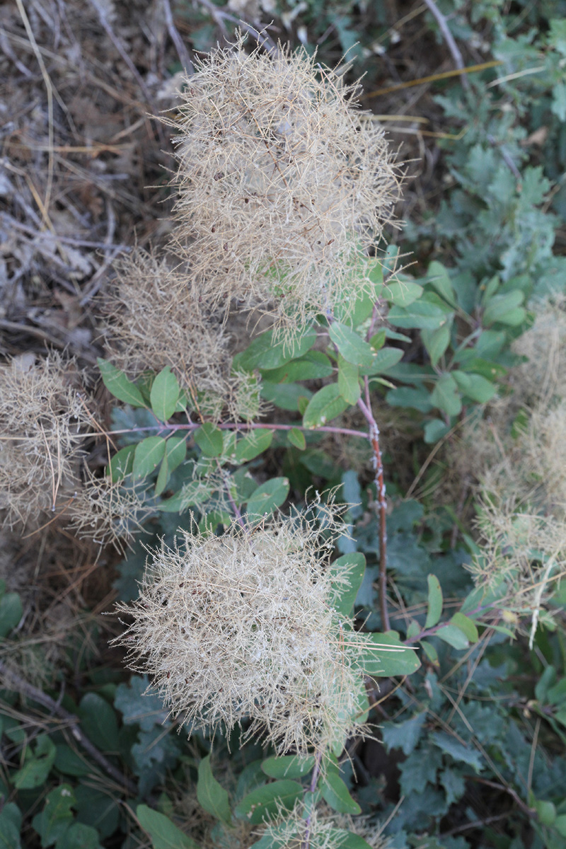 Image of Cotinus coggygria specimen.