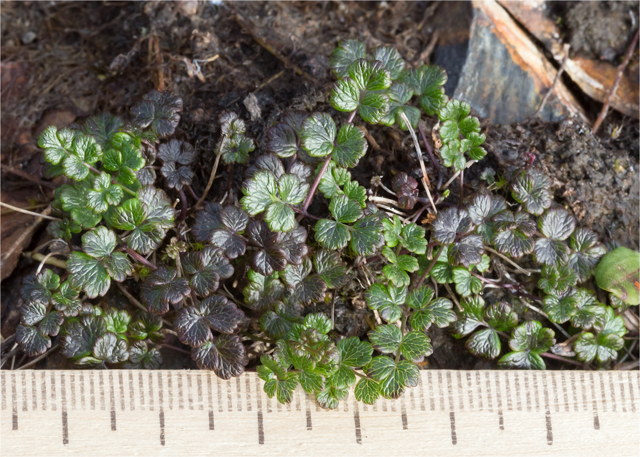 Image of Thalictrum alpinum specimen.