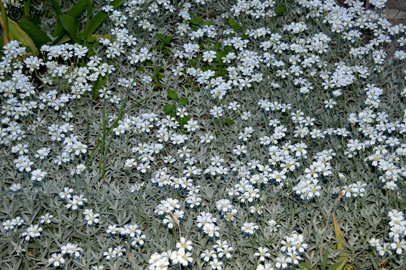 Изображение особи Cerastium argenteum.