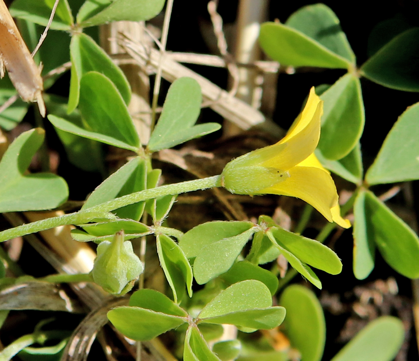 Image of Oxalis dillenii specimen.