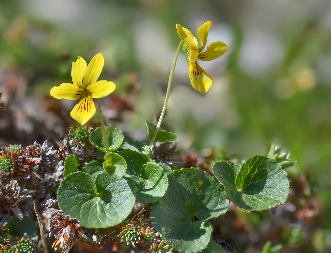 Image of Viola caucasica specimen.