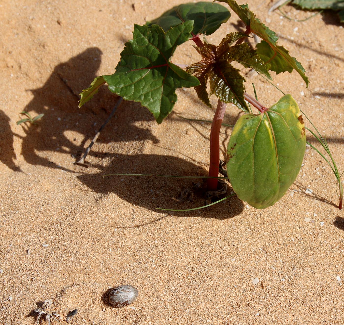 Изображение особи Ricinus communis.