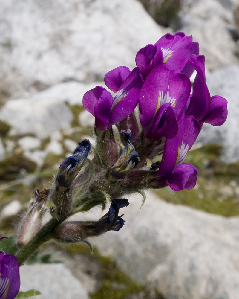 Image of Oxytropis owerinii specimen.