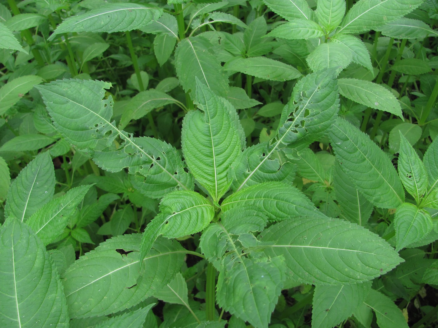 Image of Impatiens glandulifera specimen.