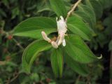 Lonicera maackii. Верхушка цветущего побега. США, штат Мериленд, Роквилл, на обочине дороги. 18 сентября 2007 г.