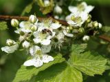 Rubus allegheniensis