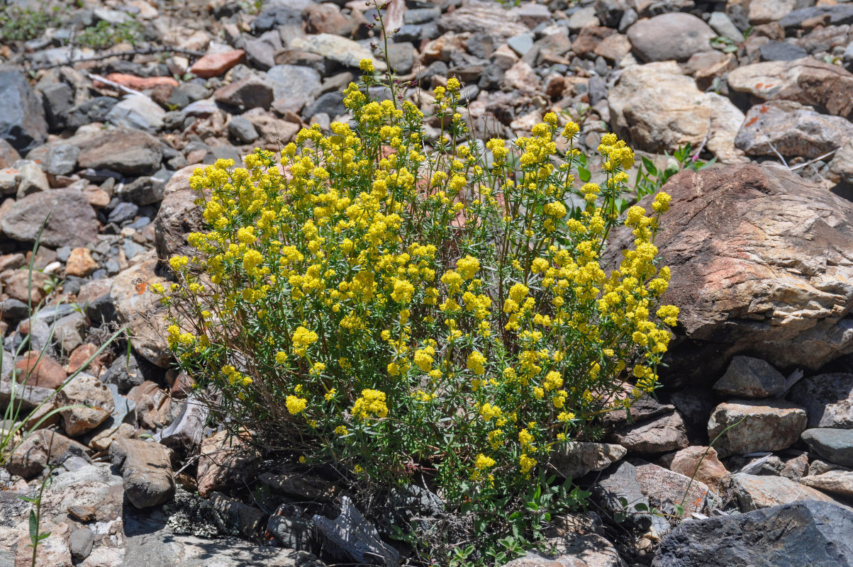 Изображение особи Galium verum.