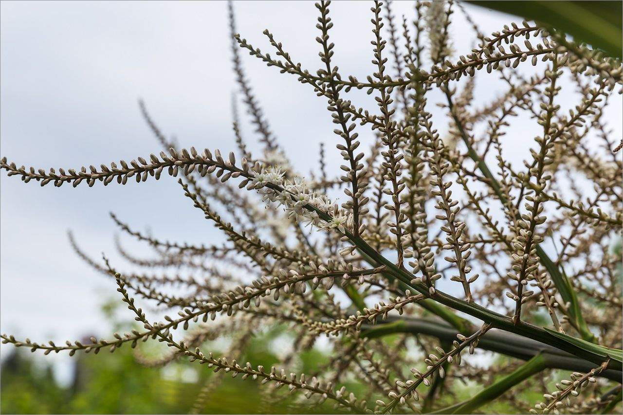Image of Cordyline australis specimen.