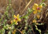 Verbascum chaixii. Часть побега с цветками и бутонами. Греция, Эгейское море, о. Парос, окр. пос. Дриос, возле пешеходной дороги на холме. 01.06.2021.