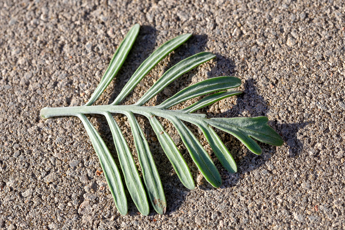 Image of Lavandula pinnata specimen.