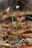 Lloydia triflora. Цветущее растение. Приморский край, окр. г. Находка, в дубовом лесу. 03.05.2022.