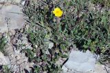 genus Helianthemum