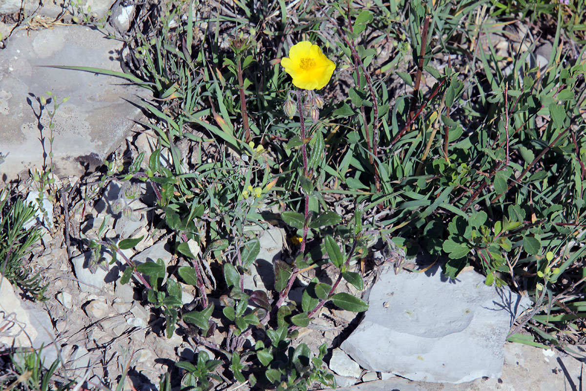Image of genus Helianthemum specimen.