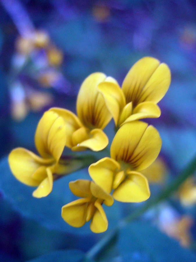 Image of Melilotoides karkarensis specimen.