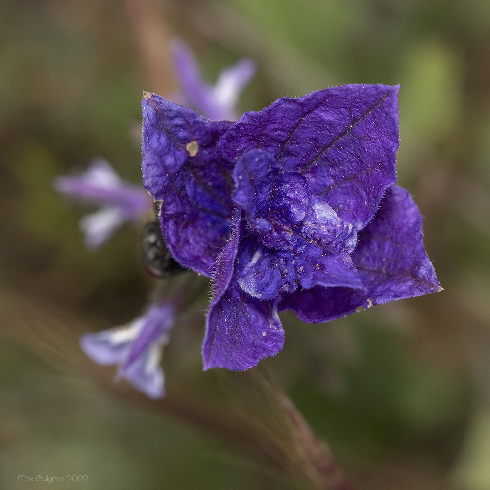 Image of Salvia viridis specimen.