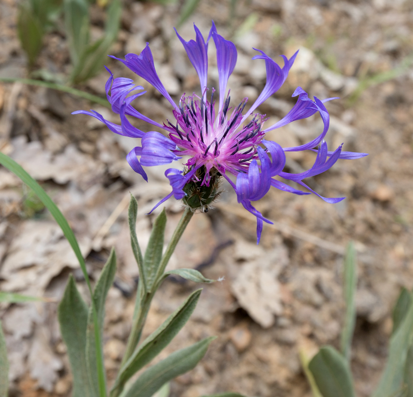 Image of Centaurea depressa specimen.