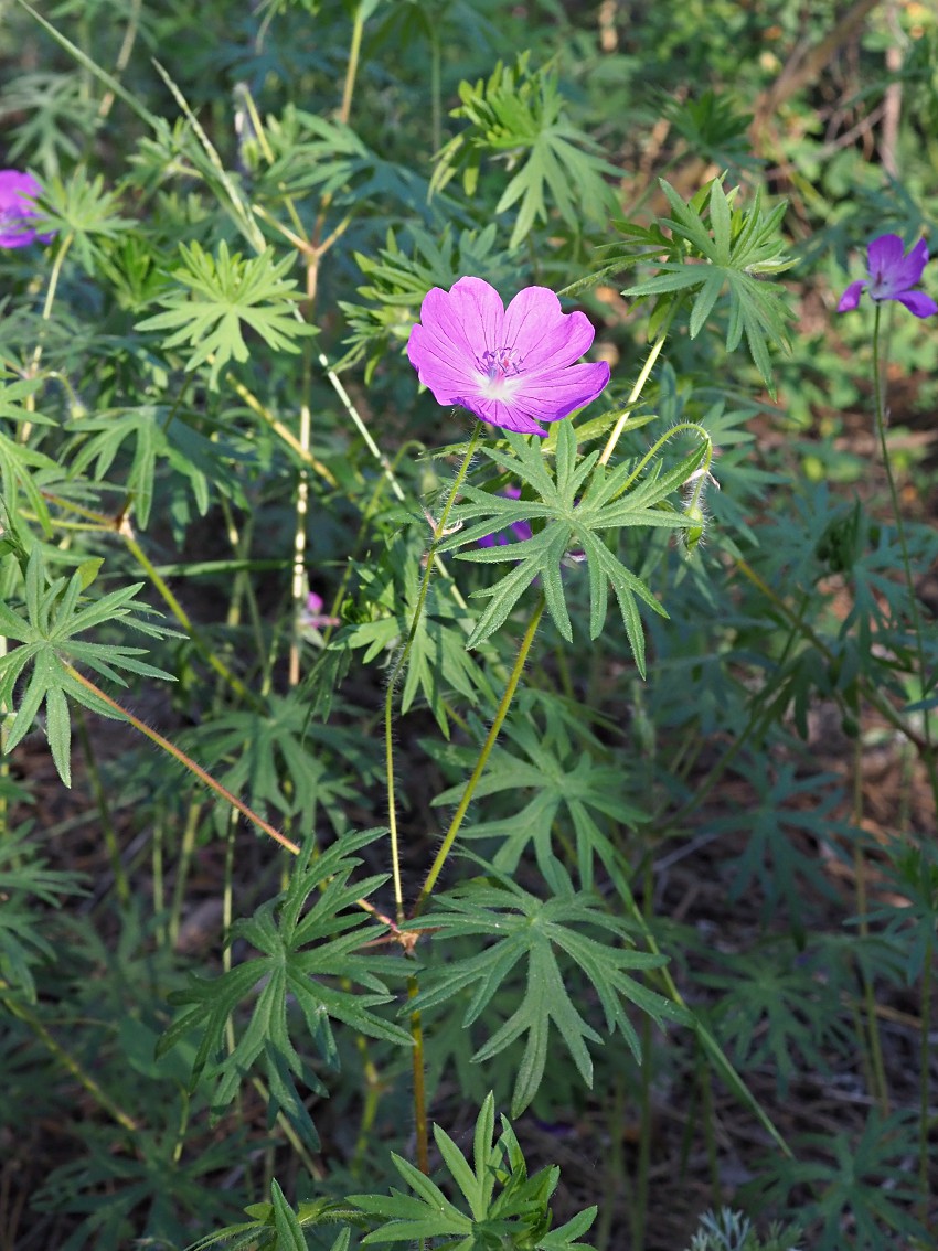 Изображение особи Geranium sanguineum.