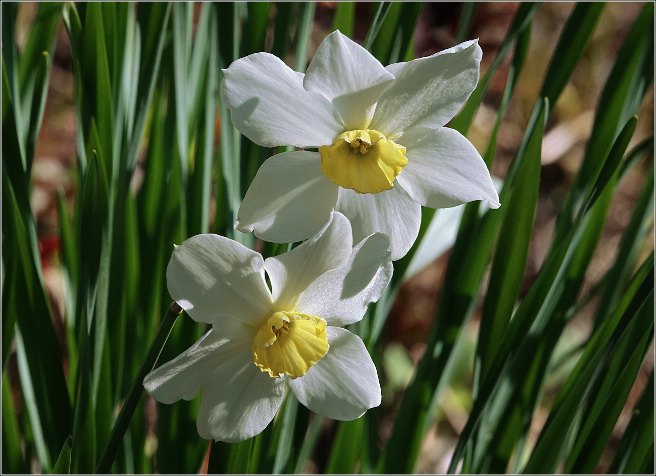 Изображение особи род Narcissus.