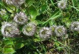 Clematis integrifolia