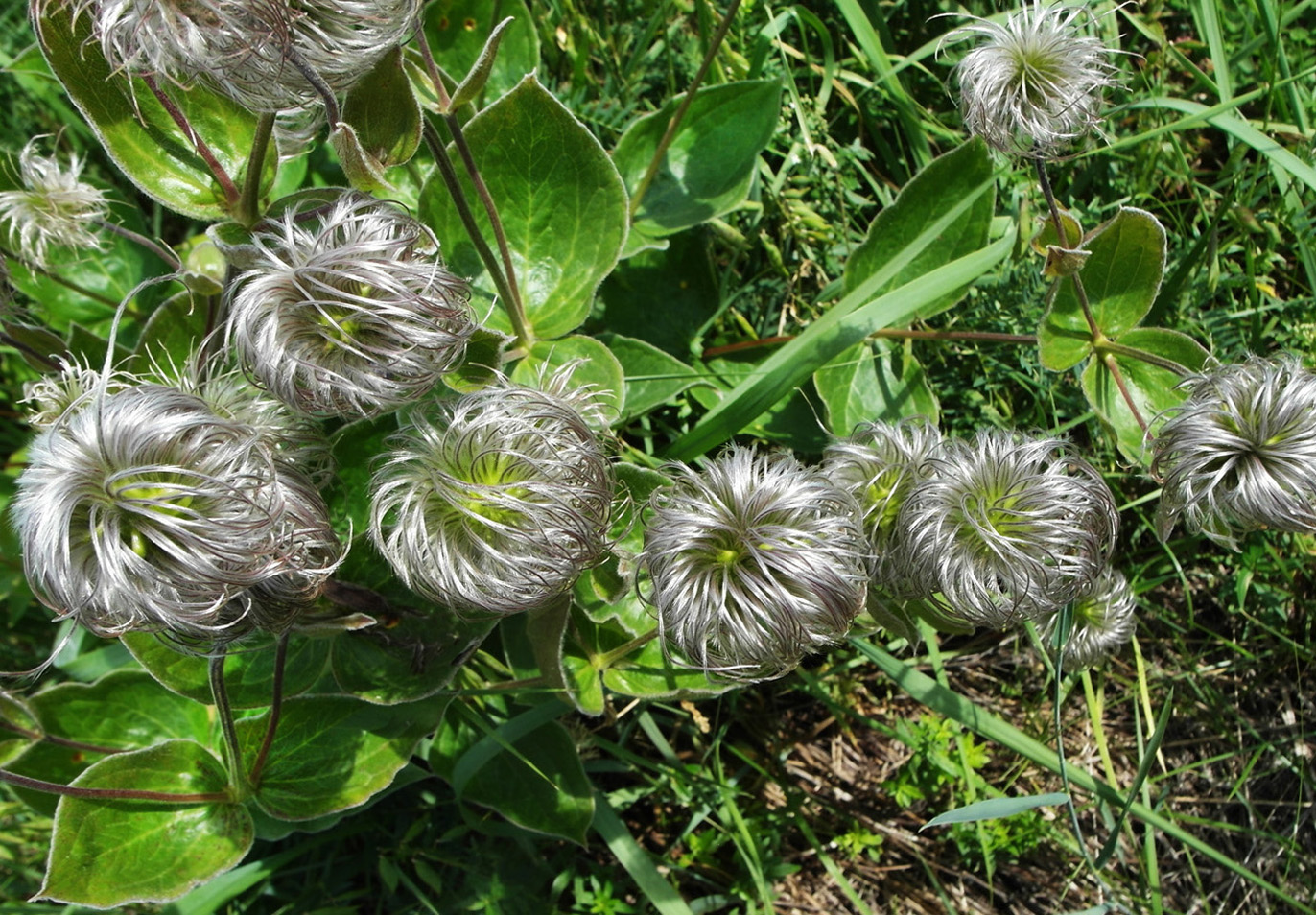 Image of Clematis integrifolia specimen.