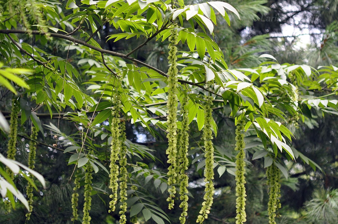 Изображение особи Pterocarya rhoifolia.