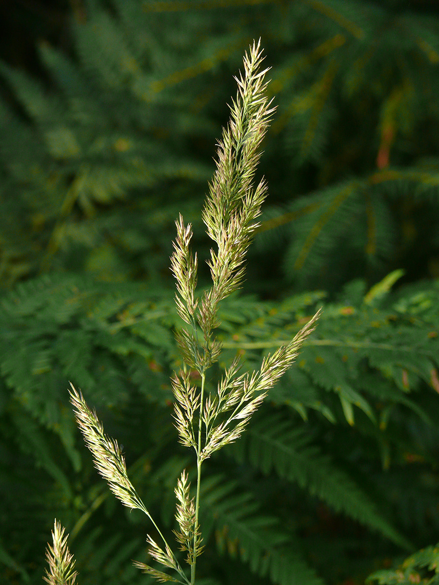 Изображение особи Calamagrostis epigeios.