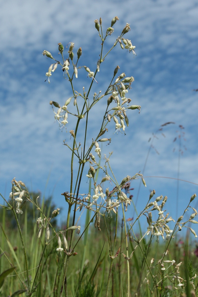 Image of Silene nutans specimen.