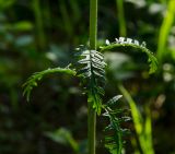 род Pedicularis. Средняя часть доцветающего побега. Челябинская обл., Нязепетровский р-н, Шемахинское сельское поселение, окр. с. Арасланово, вершина камня Лось, разреженный сосновый лес. 3 июля 2022 г.