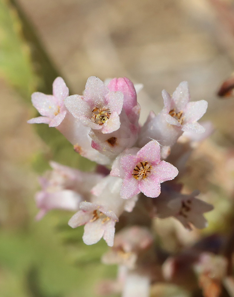 Изображение особи Cuscuta lehmanniana.