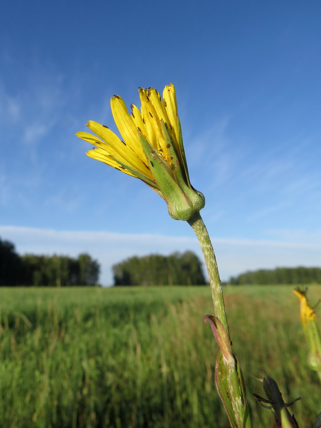 Image of Tragopogon podolicus specimen.