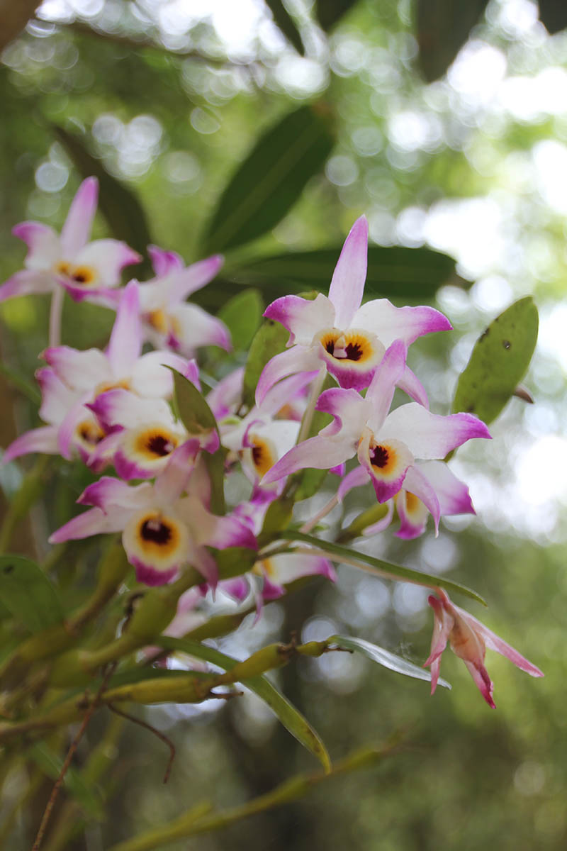 Изображение особи род Dendrobium.
