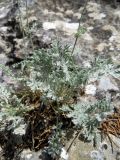 Richteria pyrethroides