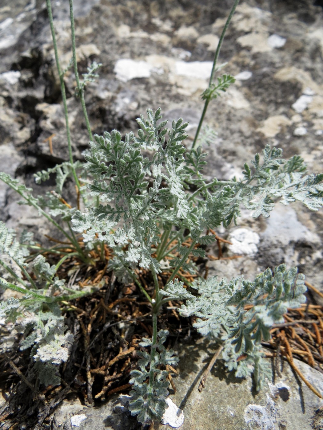 Image of Richteria pyrethroides specimen.