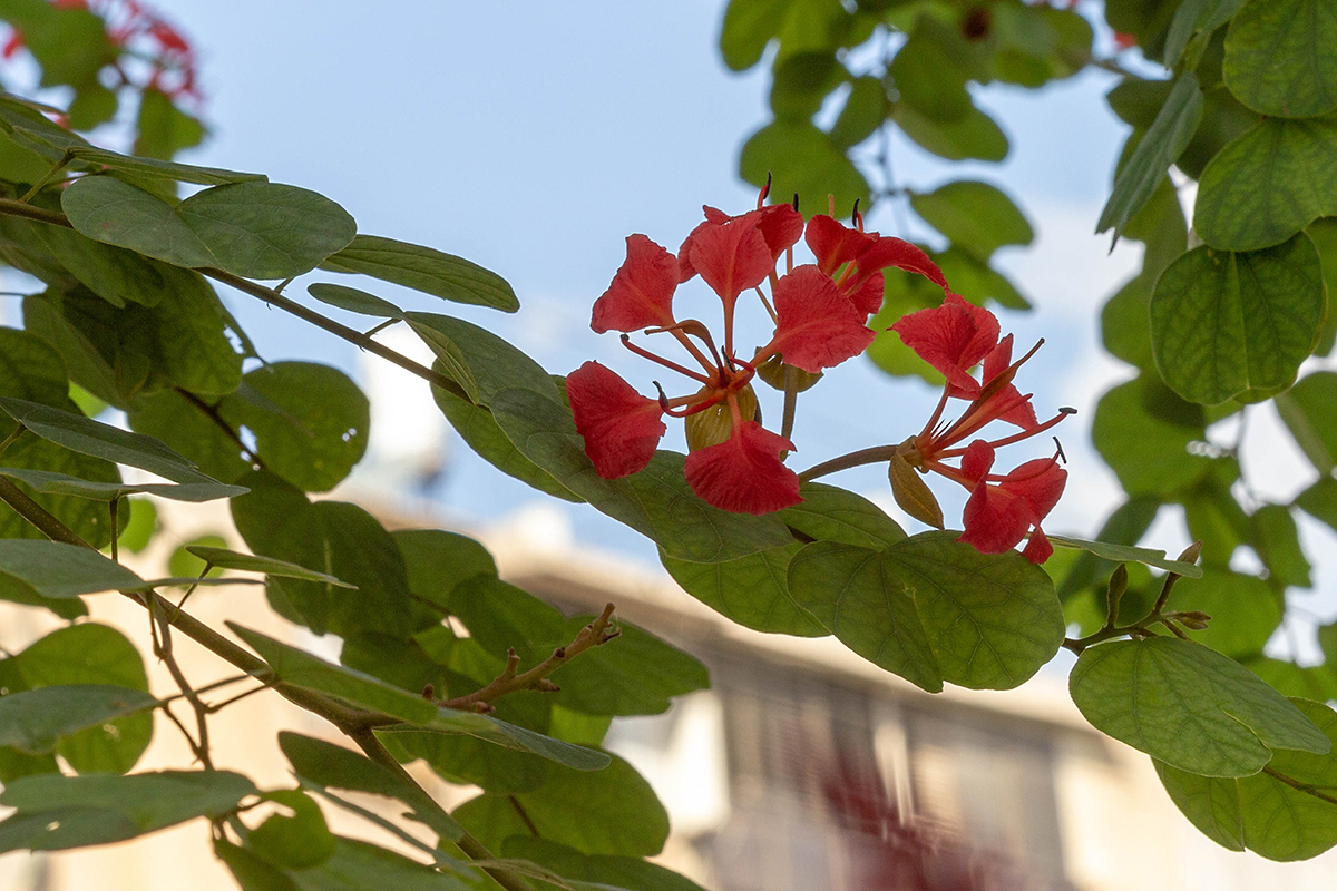 Image of Bauhinia galpinii specimen.