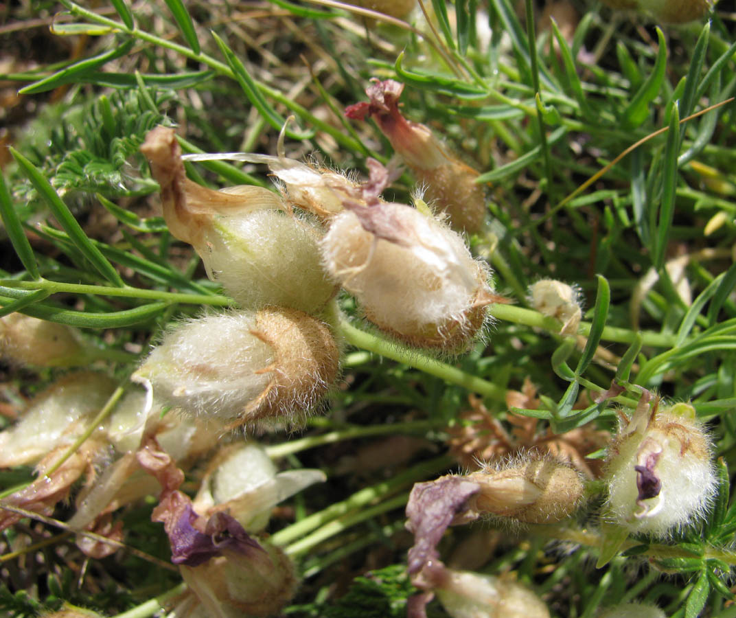 Image of Oxytropis nuda specimen.