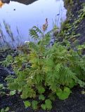 Sorbaria sorbifolia. Отцветшее растение. Сахалин, Корсаковский гор. округ, Бирюзовые озёра, каменистый склон. 25.08.2022.