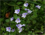 Veronica filiformis