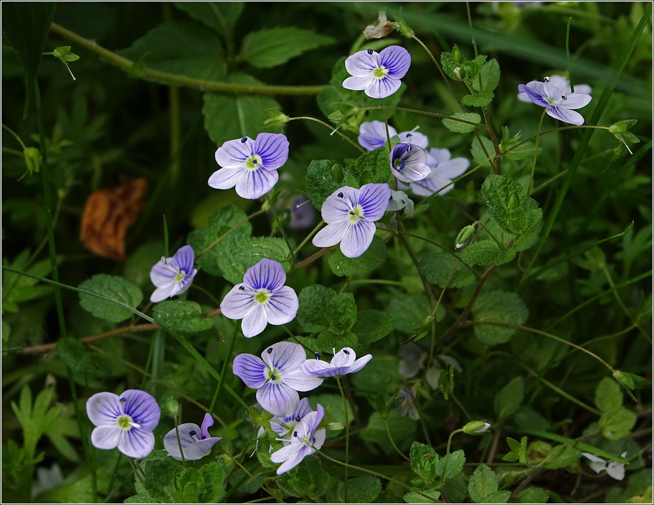 Изображение особи Veronica filiformis.